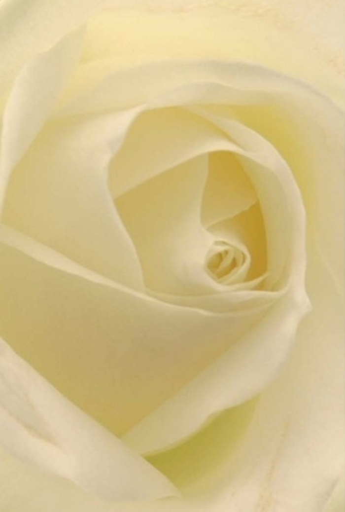 Observing this exquisite white rose up close, you feel as though you're standing at the quiet edge of Aldgate's ancient boundary, where modern city life meets calmer tradition. Each petal, tinted with warm cream and luminous white, reflects soft daylight as it streams across historic Aldgate High Street, illuminating the rose from within with a gentle radiance. The layers gently spiral toward a flawless centre, showcasing both purity and inner resilience-a testament to natural perfection as well as the precise artistry mastered by florists in Aldgate. The almost translucent edges of the outer petals give a sense of vulnerability, while their strong, overlapping form speaks to endurance and the wisdom of balance. Infused with a subtle, calming scent, this bloom could easily serve as the focus of an elegant centrepiece at a wedding reception in a City venue, or as a symbolic gesture of apology or remembrance, its presence always dignified and appropriate. There's a harmonious interplay of light and shadow throughout the composition, echoing the tranquil moments one can find amidst the bustle near Petticoat Lane Market. Every detail-each curve, every hint of cream-displays the dedication and local expertise that defines Aldgate Florist. This rose stands as a timeless emblem, perfect for any occasion where grace and sincerity are called for.